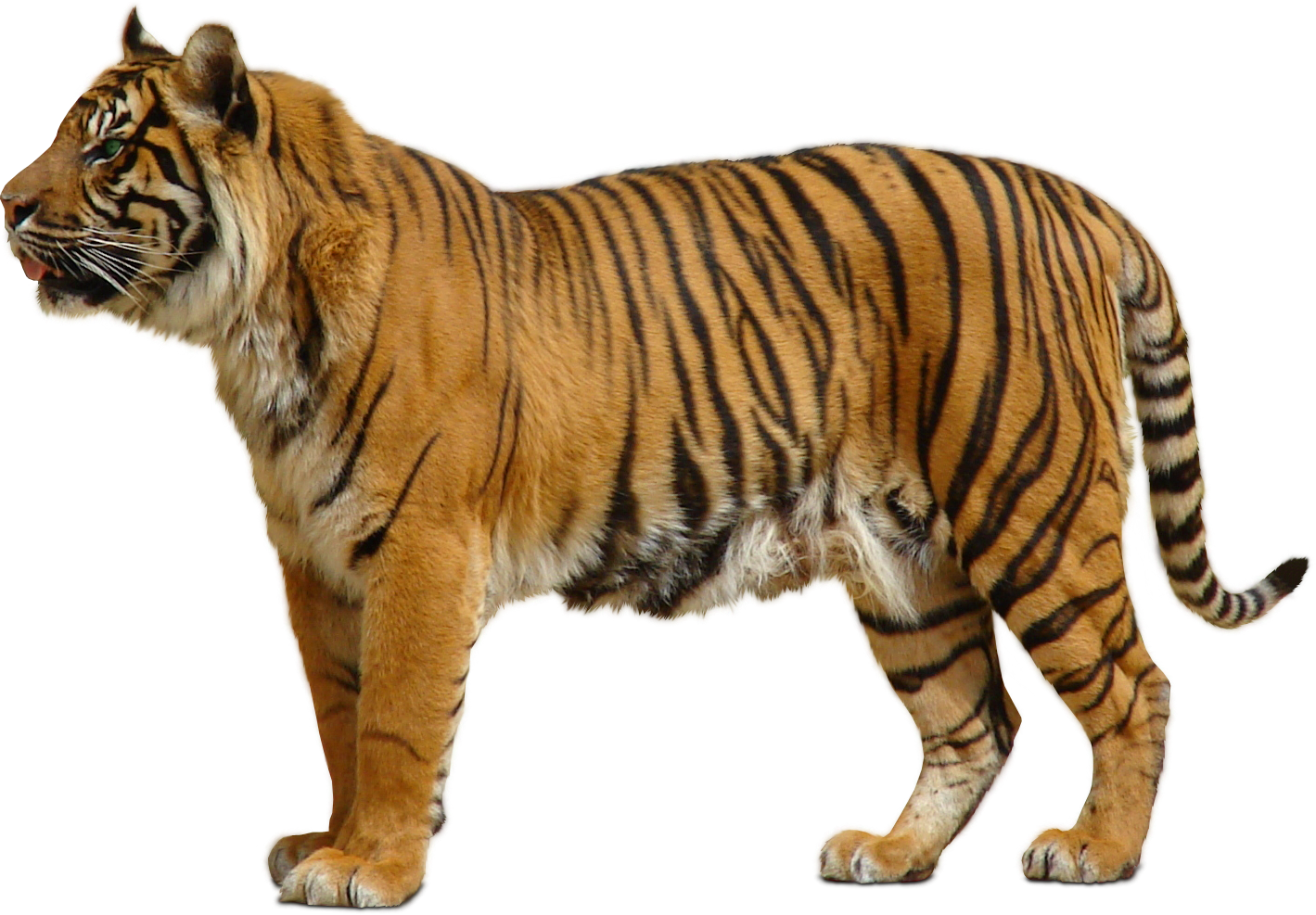 Png by dbszabo d. Clipart tiger indochinese tiger