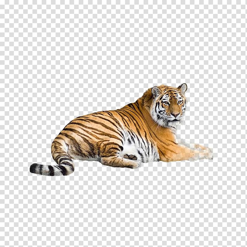 Clipart tiger indochinese tiger. Bengal illustration siberian south