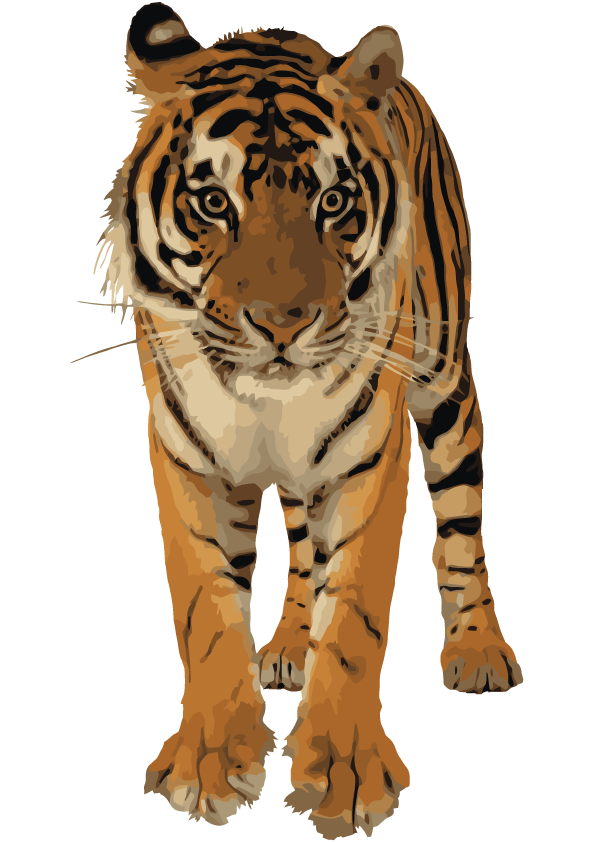 Clipart tiger indochinese tiger. Transparent png pictures free