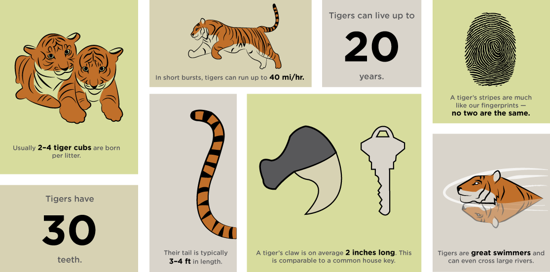 Clipart tiger indochinese tiger.  collection of habitat