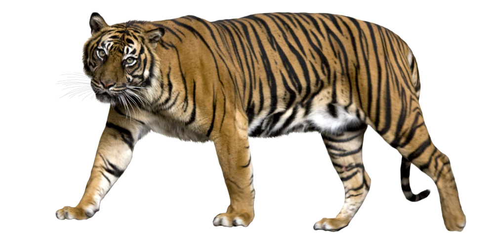 Download png transparent images. Clipart tiger indochinese tiger