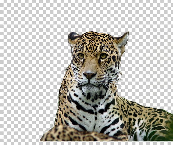 clipart tiger jaguar
