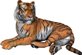clipart tiger moving picture