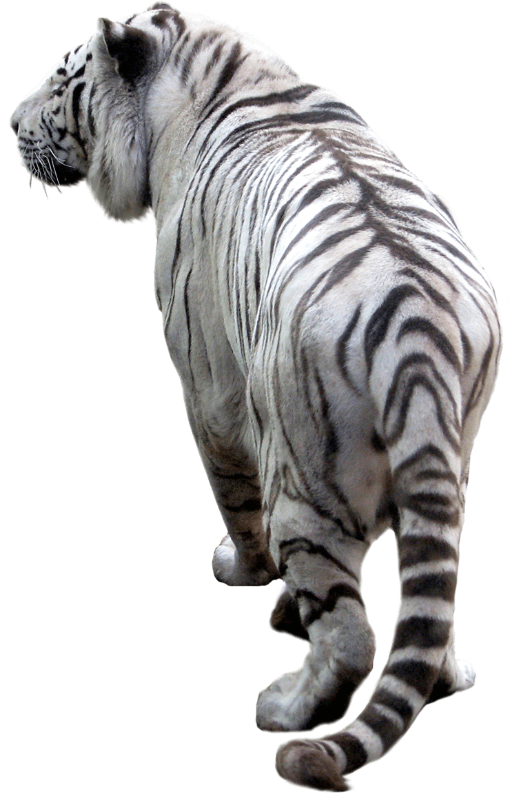 White back transparent png. Clipart tiger open mouth