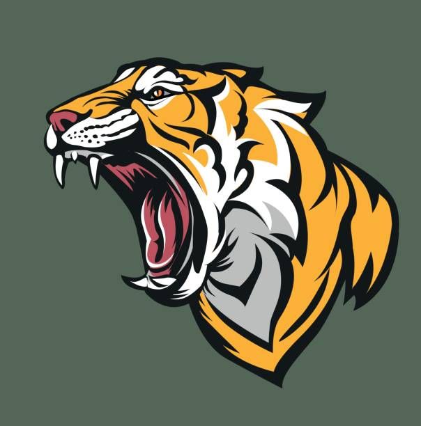 Clipart tiger open mouth. Vector illustration fierce with