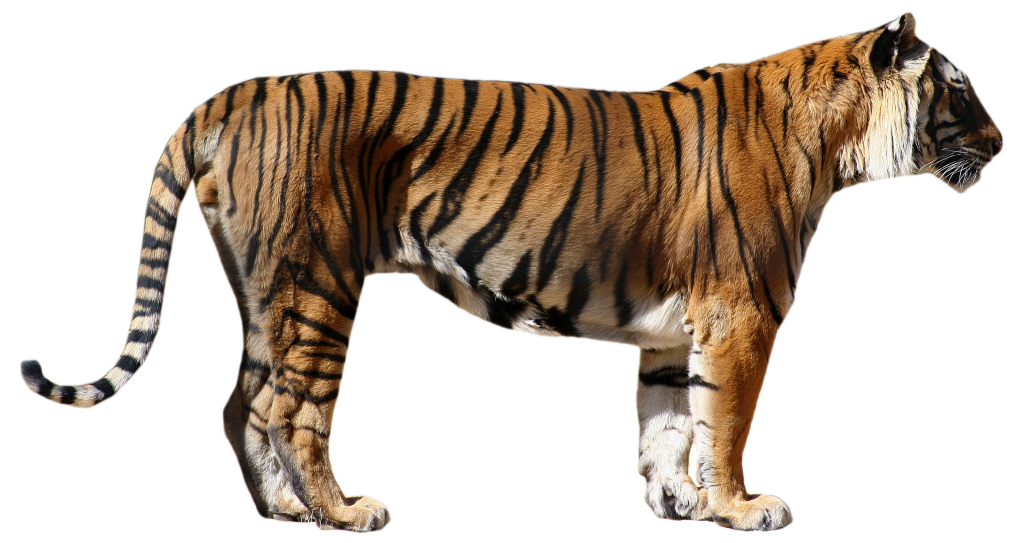 clipart tiger side