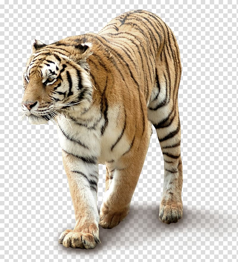 clipart tiger south china tiger