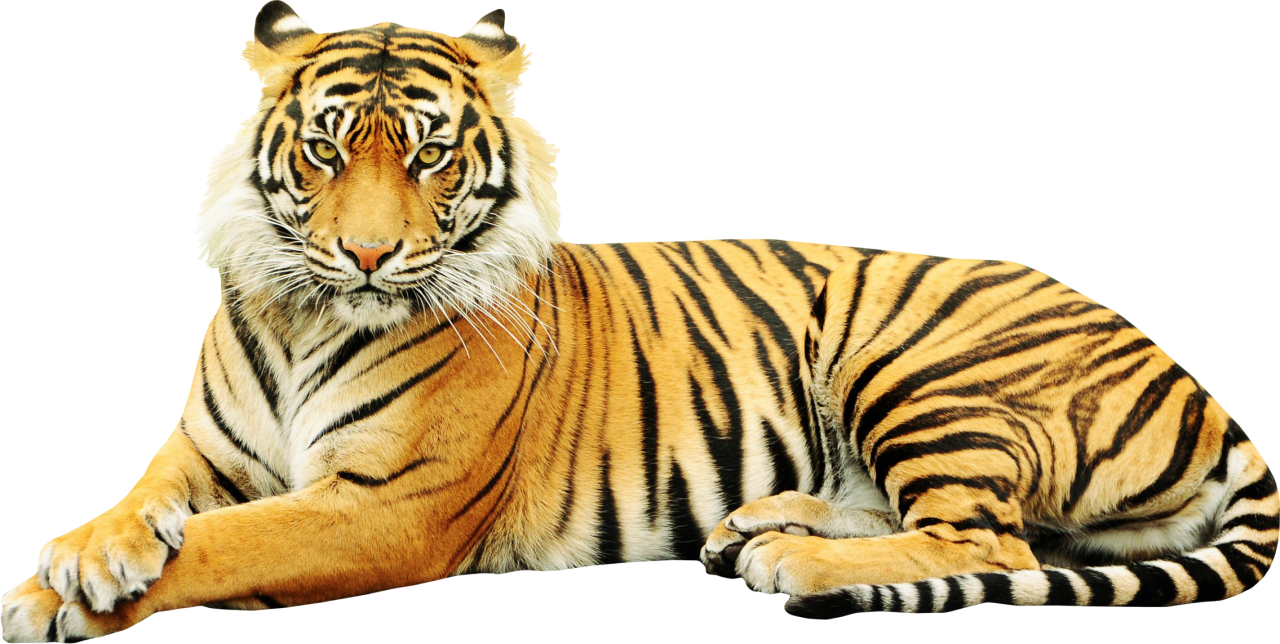 clipart tiger sumatran tiger
