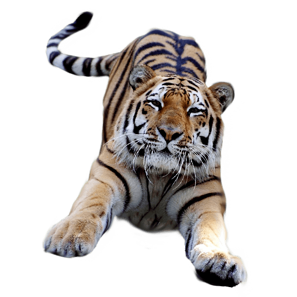 Tiger transparent background