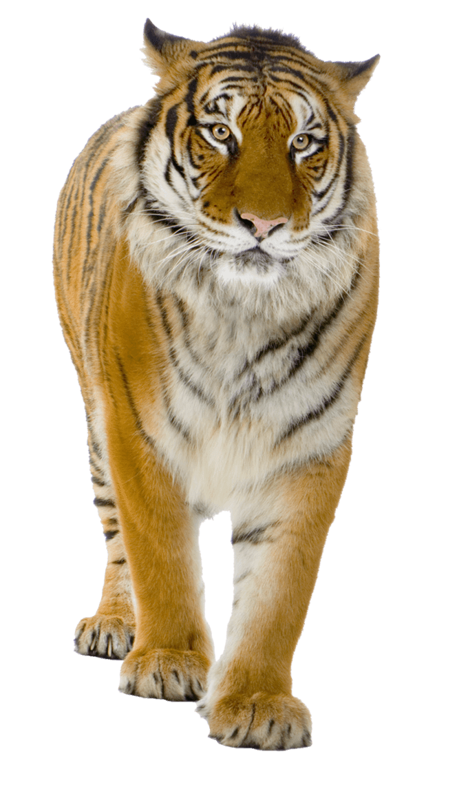 clipart tiger walking