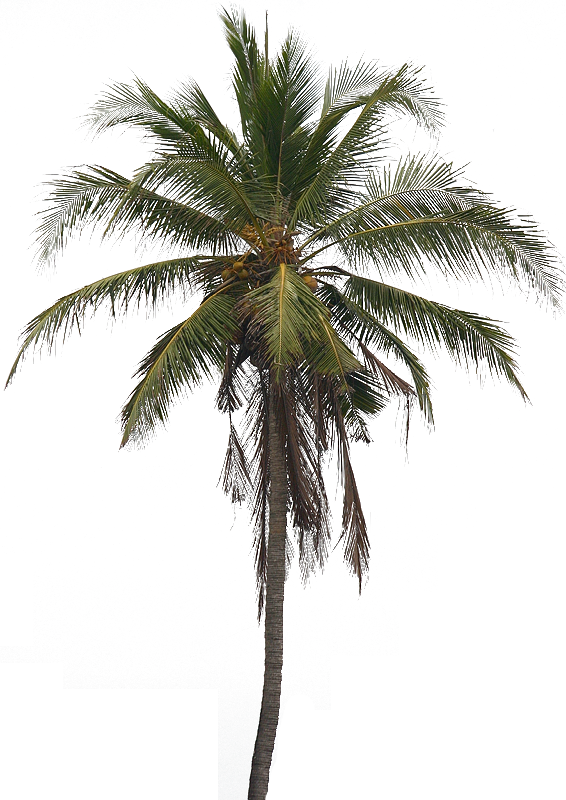 Coconut clipart nariyal. Tree png images transparent