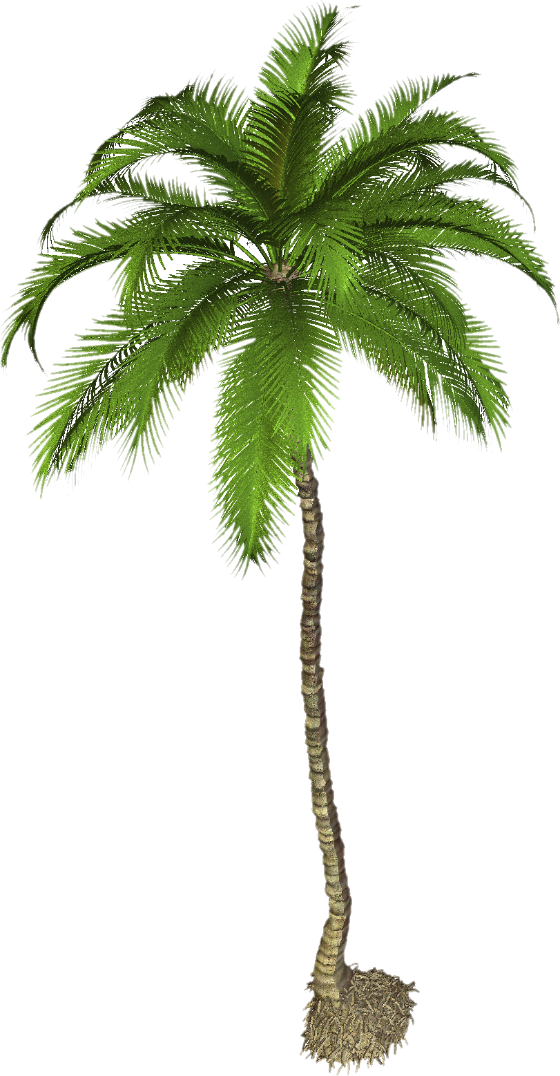 Tree png images transparent. Coconut clipart branch