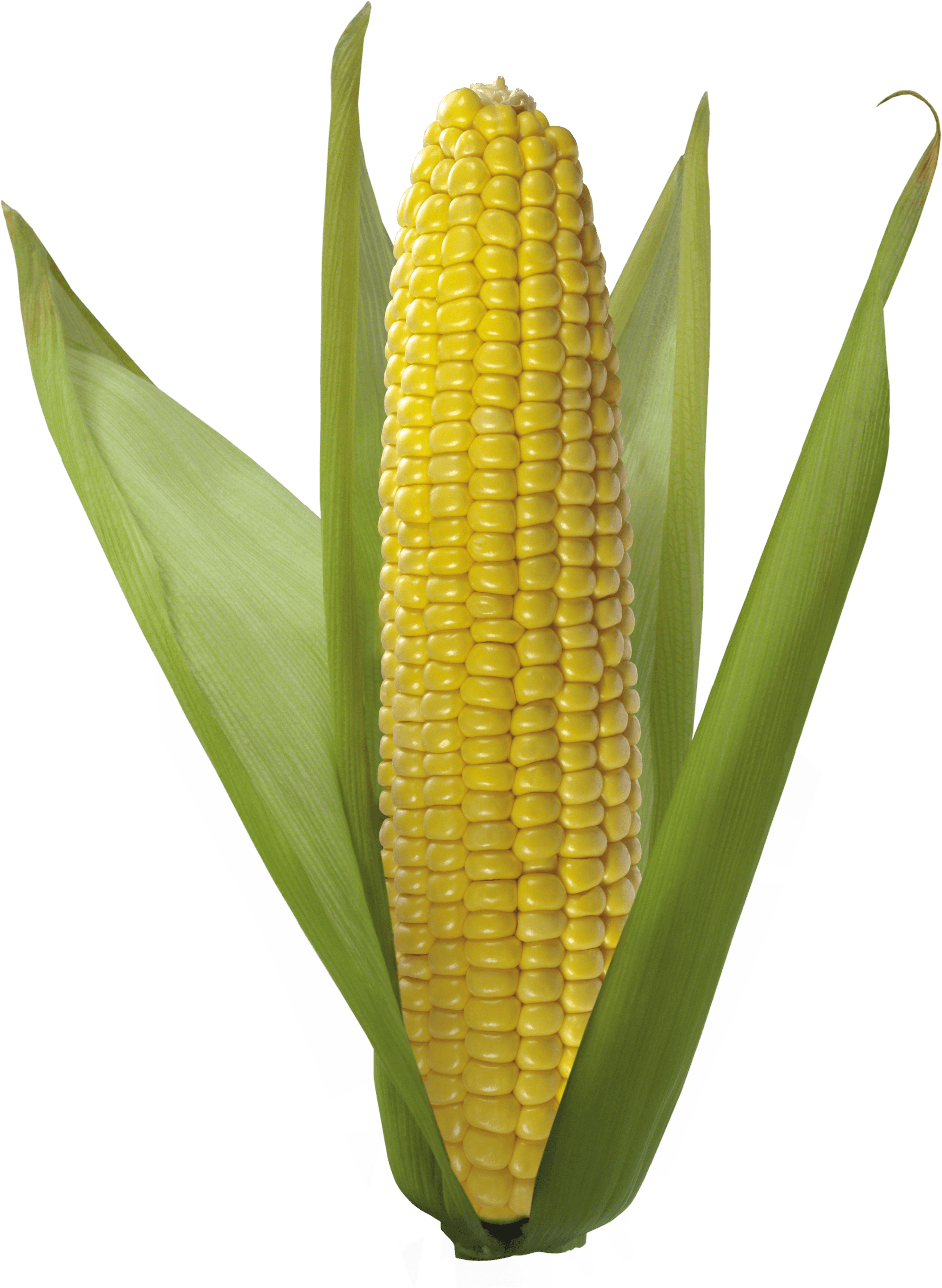 plants clipart corn