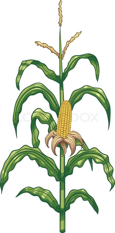 tree clipart corn
