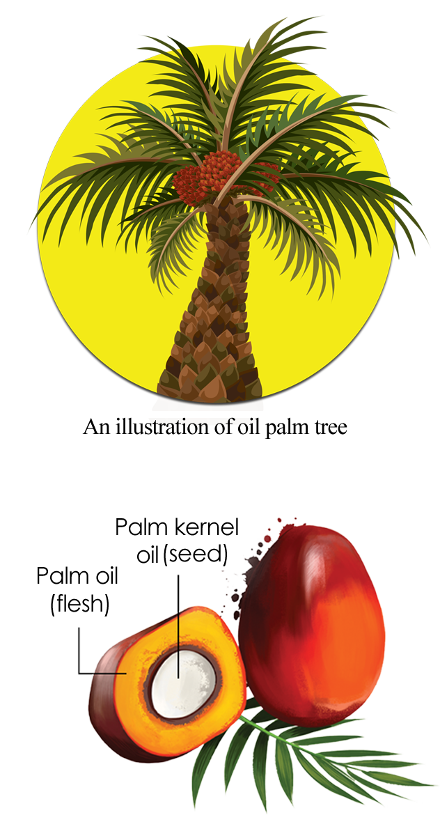 clipart trees cross section