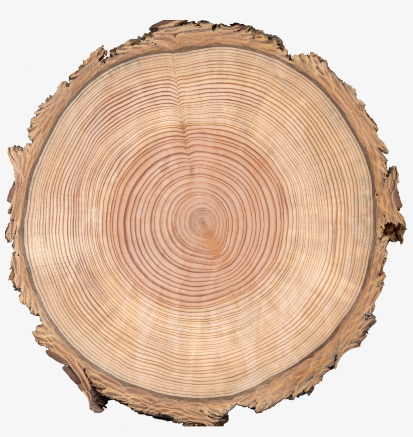 clipart tree cross section