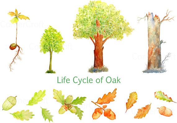 cycle clipart tree's