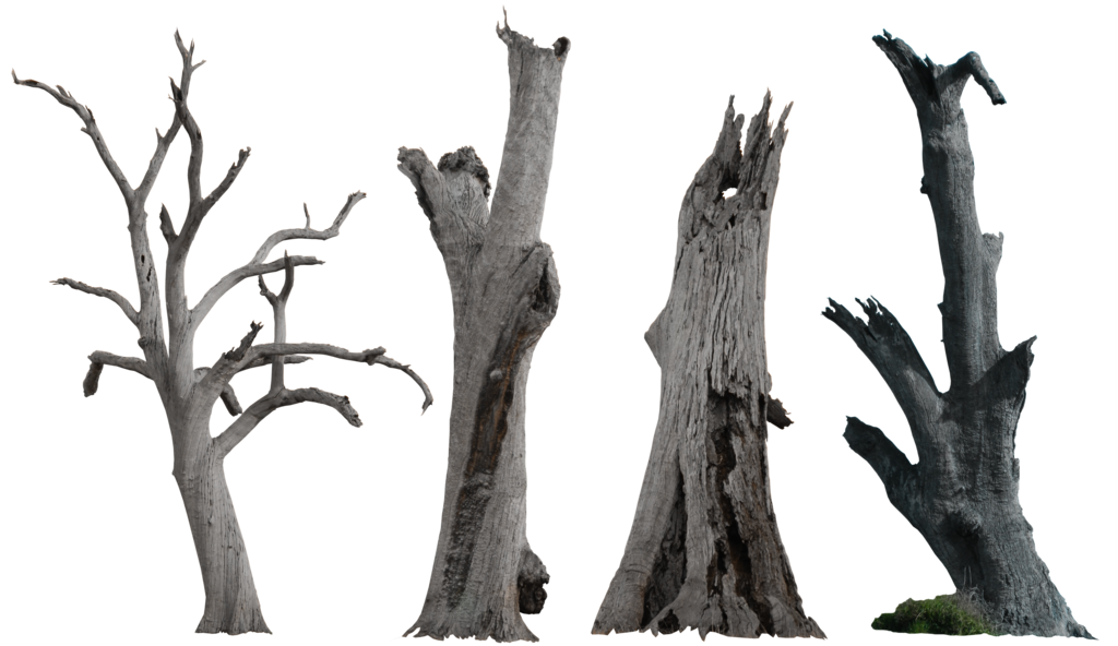 clipart trees dead
