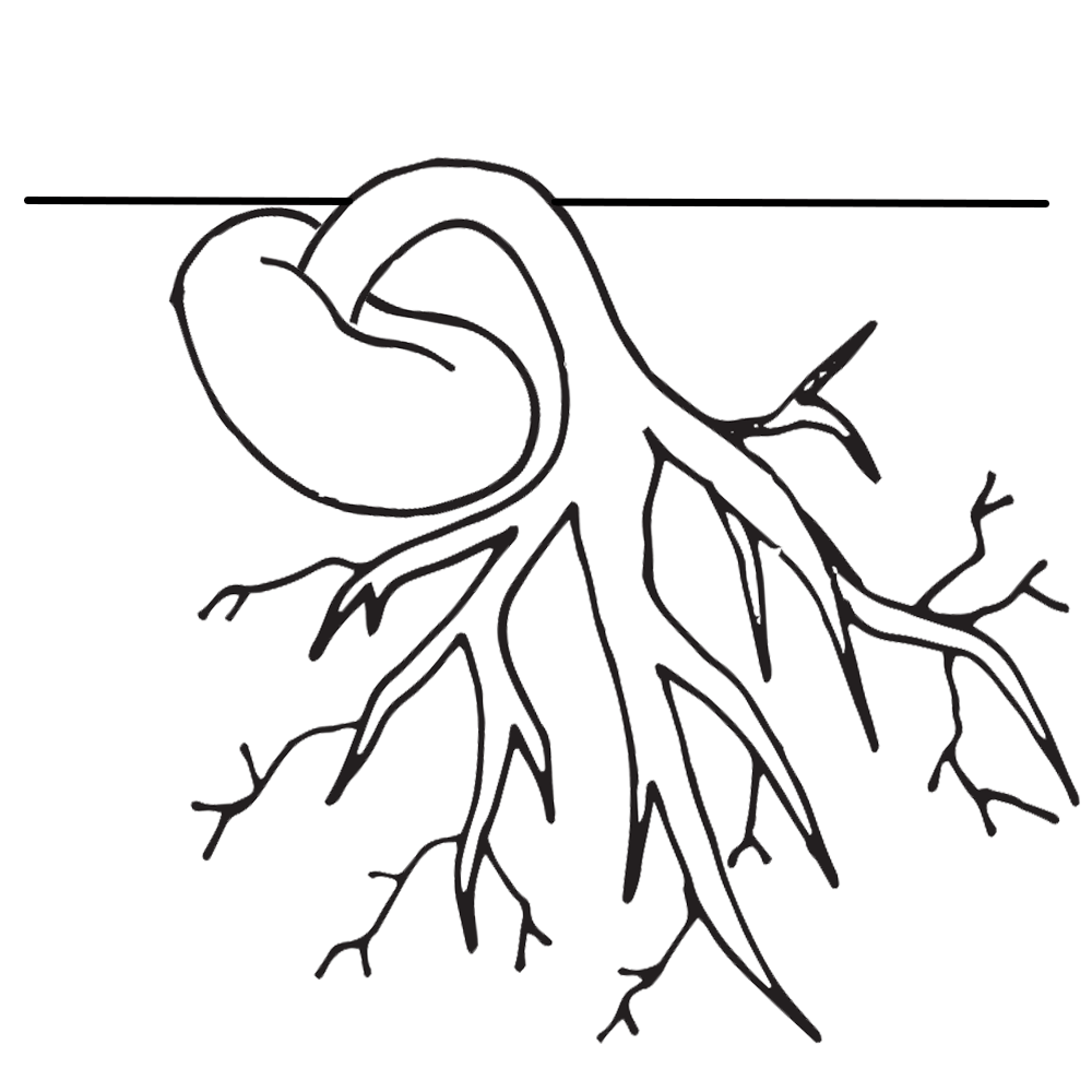 Plant cycle worksheet coloring. Clipart tree life