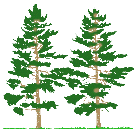 Woodland clipart fir tree. Pine clip art black