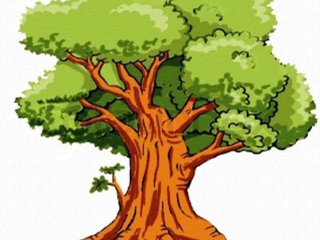 clipart tree molave