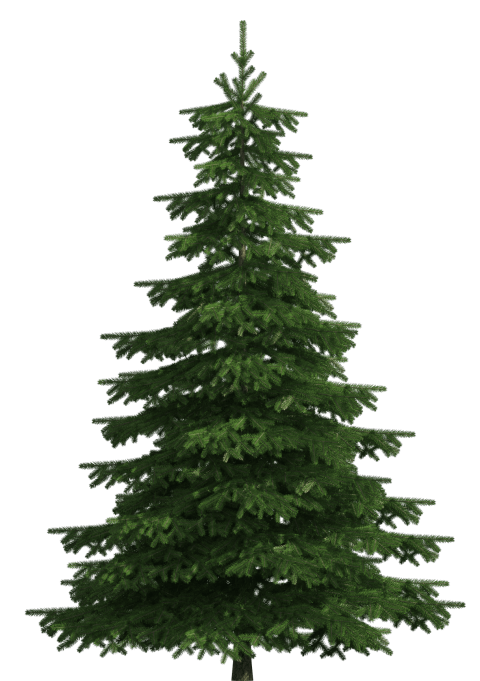 clipart tree realistic
