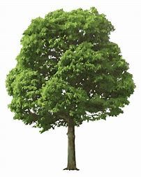 tree clipart realistic