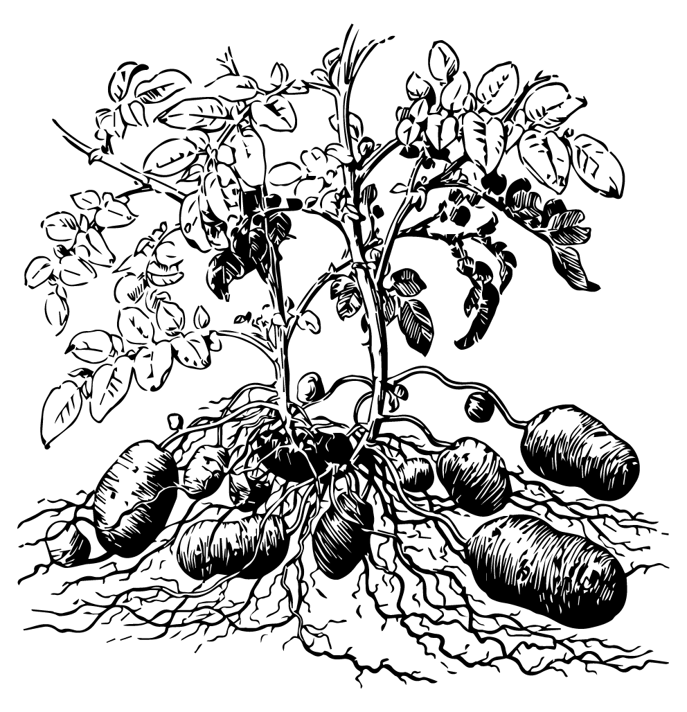 Grapevine black and white