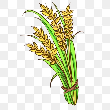 Rice images png format. Tree clipart paddy