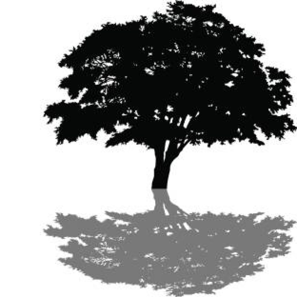 clipart trees shadow