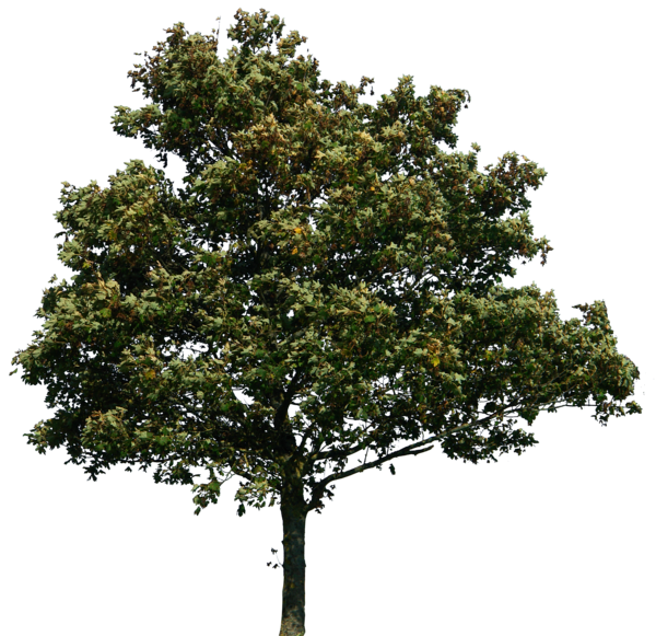 clipart tree simple