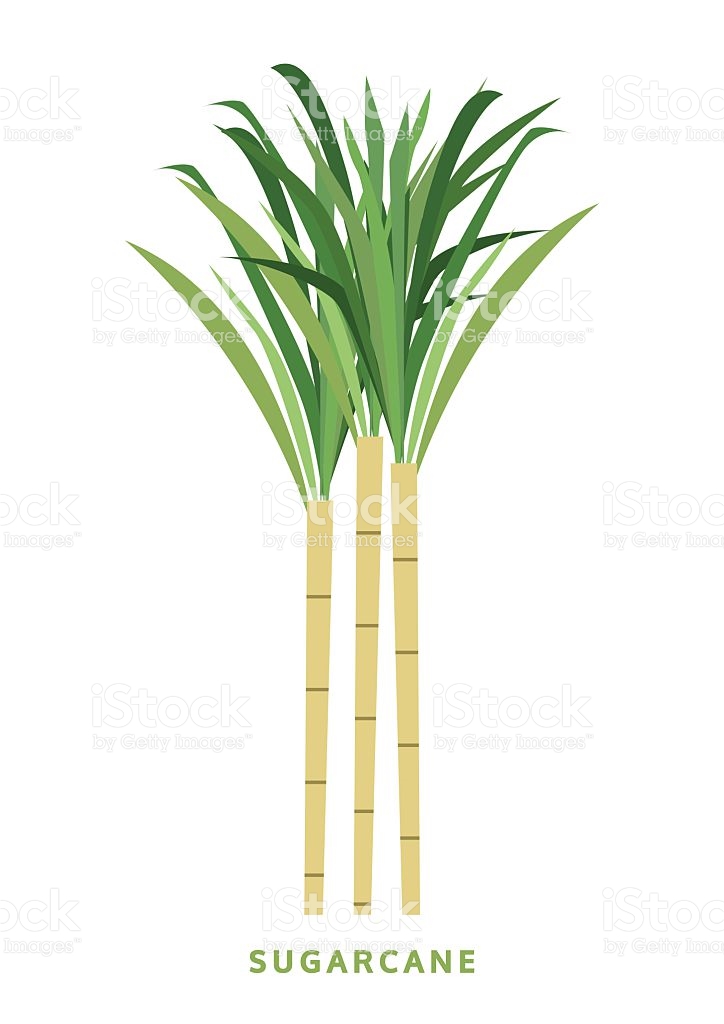 clipart trees sugarcane