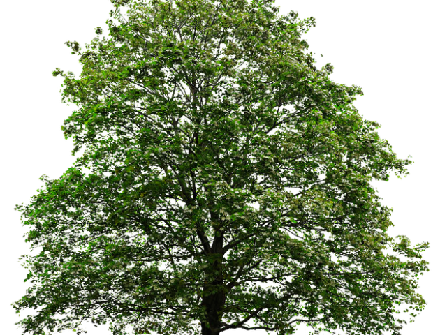 clipart tree transparent background