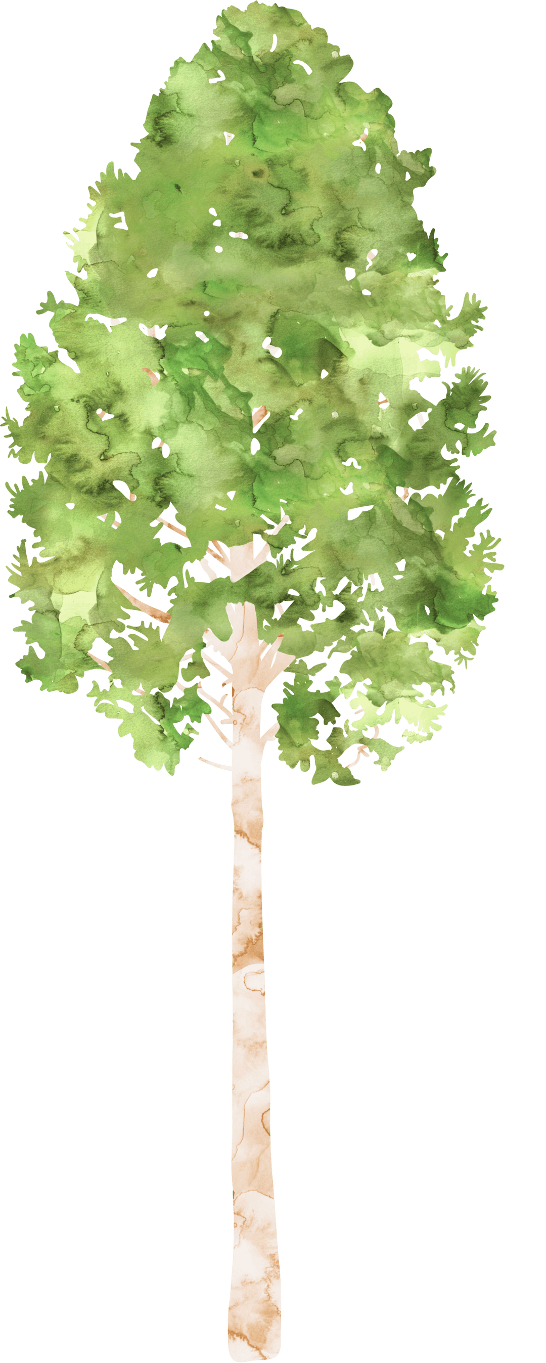 clipart tree watercolor