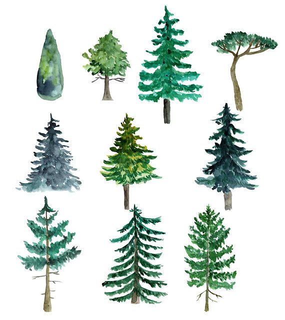 Pine . Clipart trees watercolor
