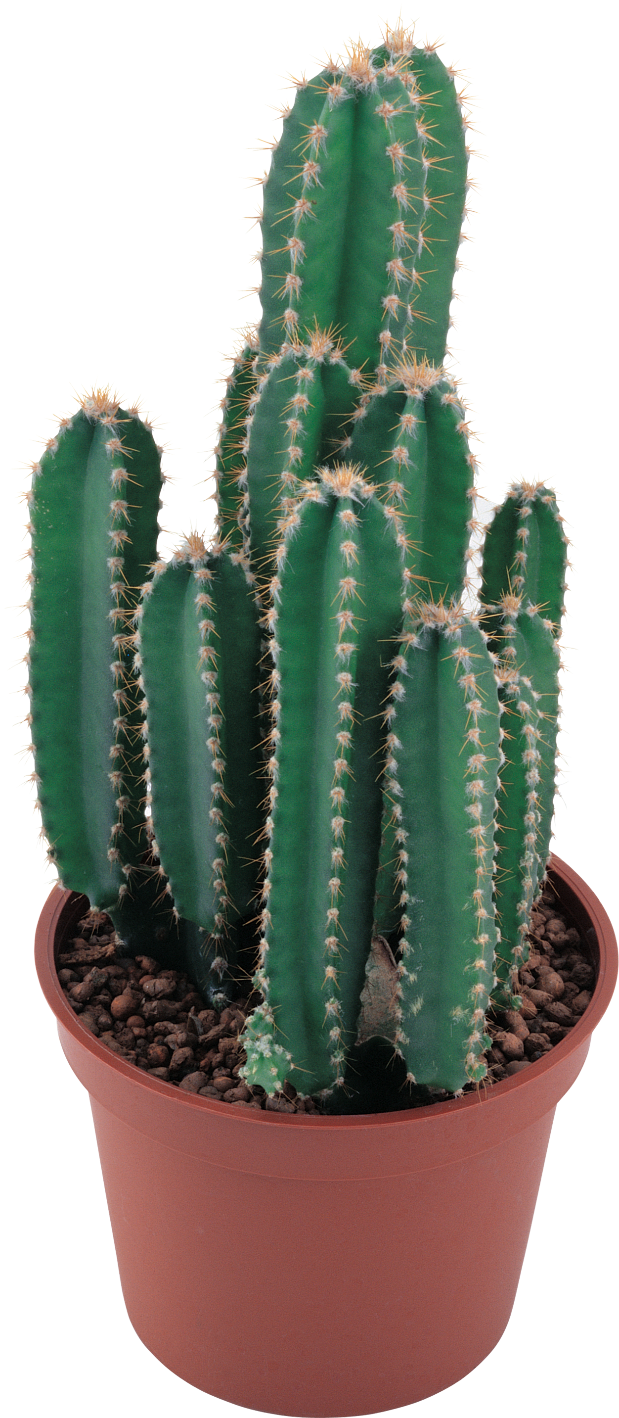clipart trees cactus