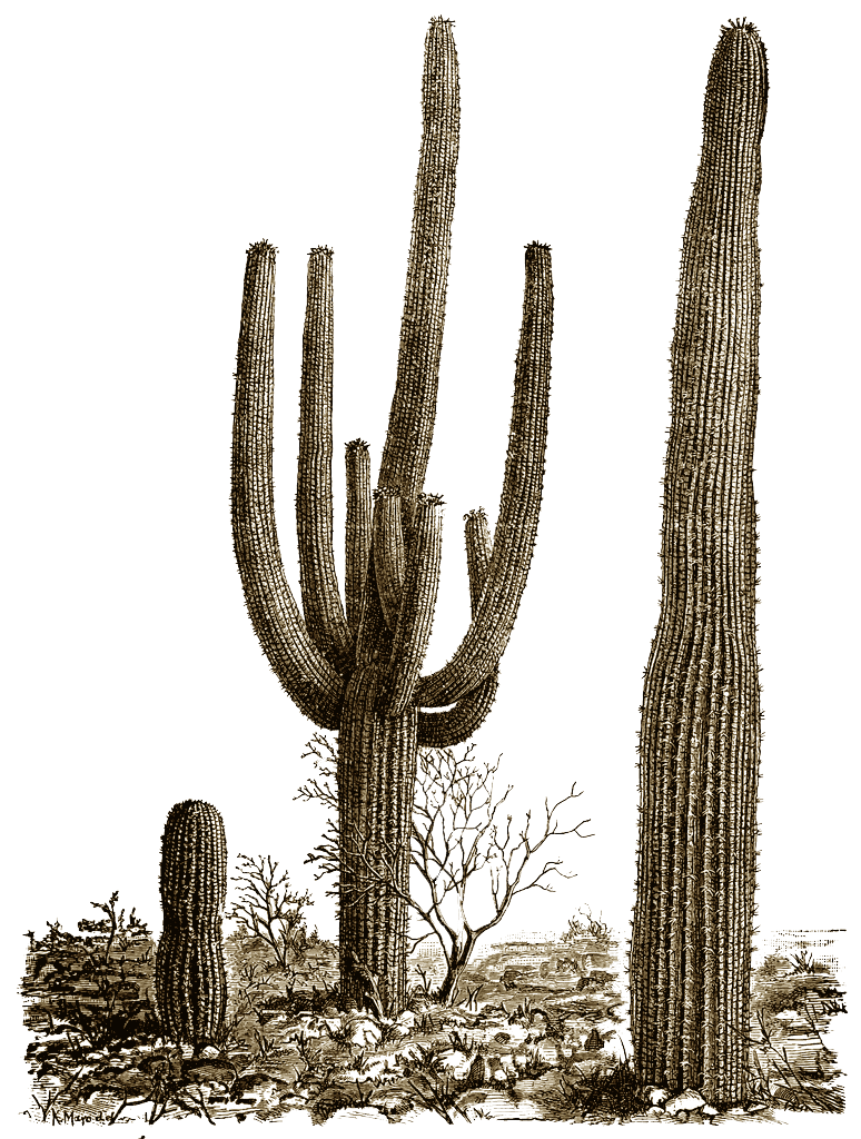 roots clipart cactus