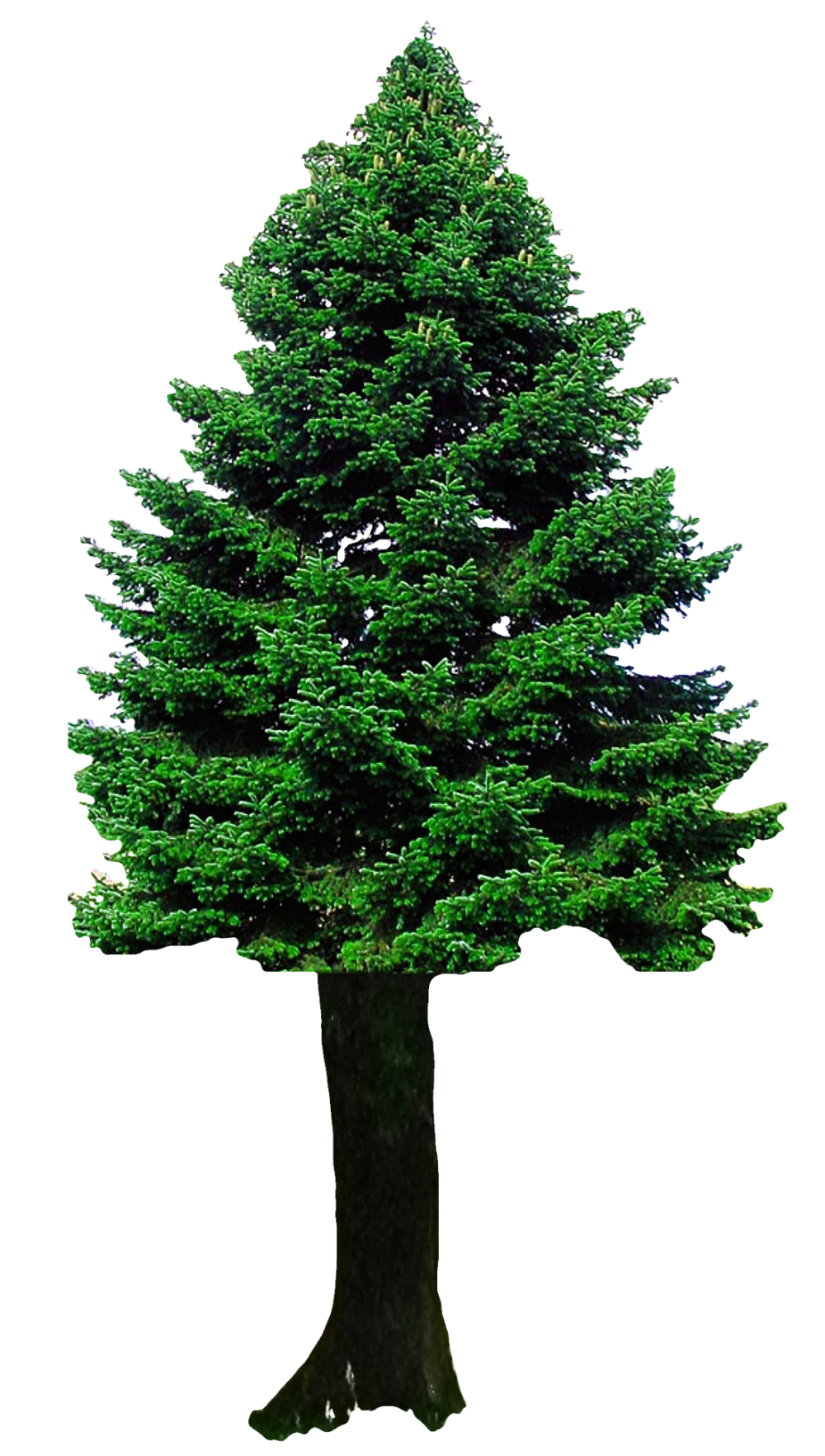 clipart trees clear background