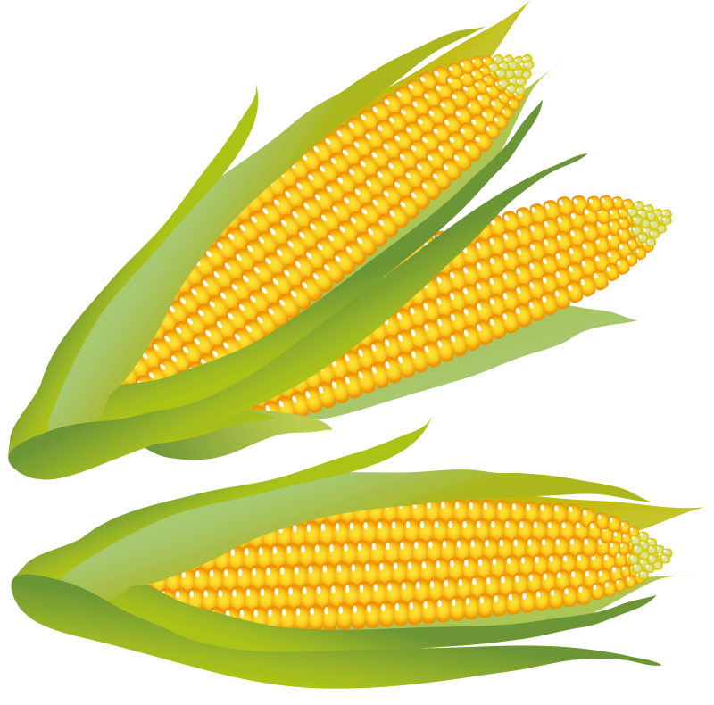 Of group ourclipart. Crops clipart ear corn