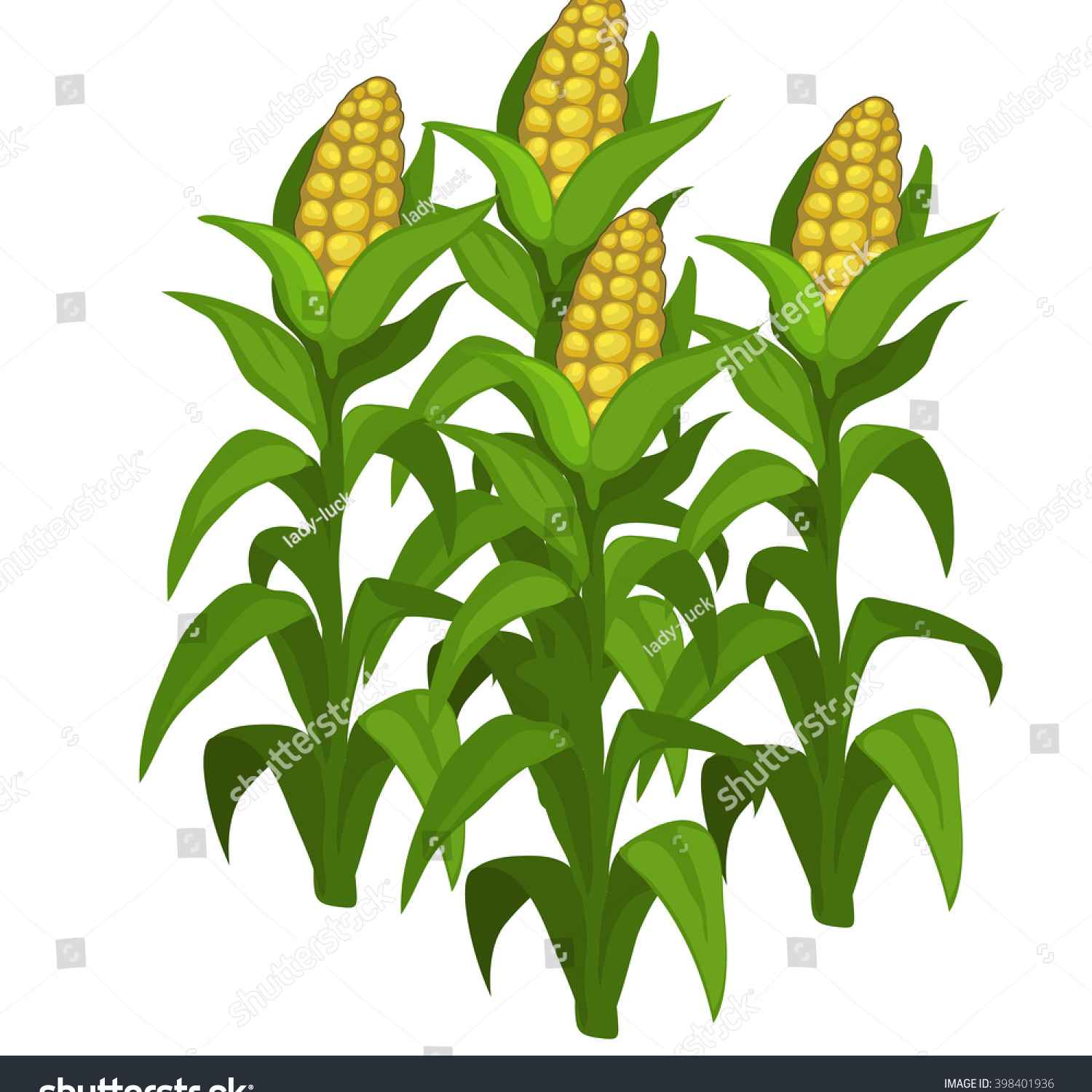 Corn clipart corn stock. Free download best on