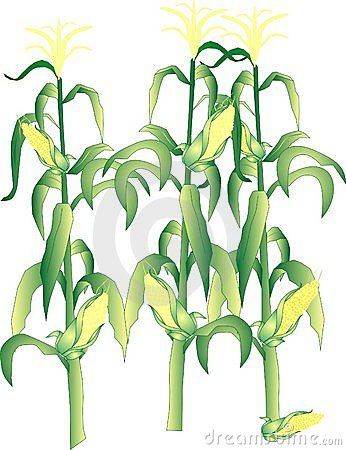 crops clipart row corn