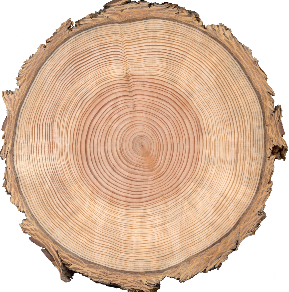 tree clipart cross section