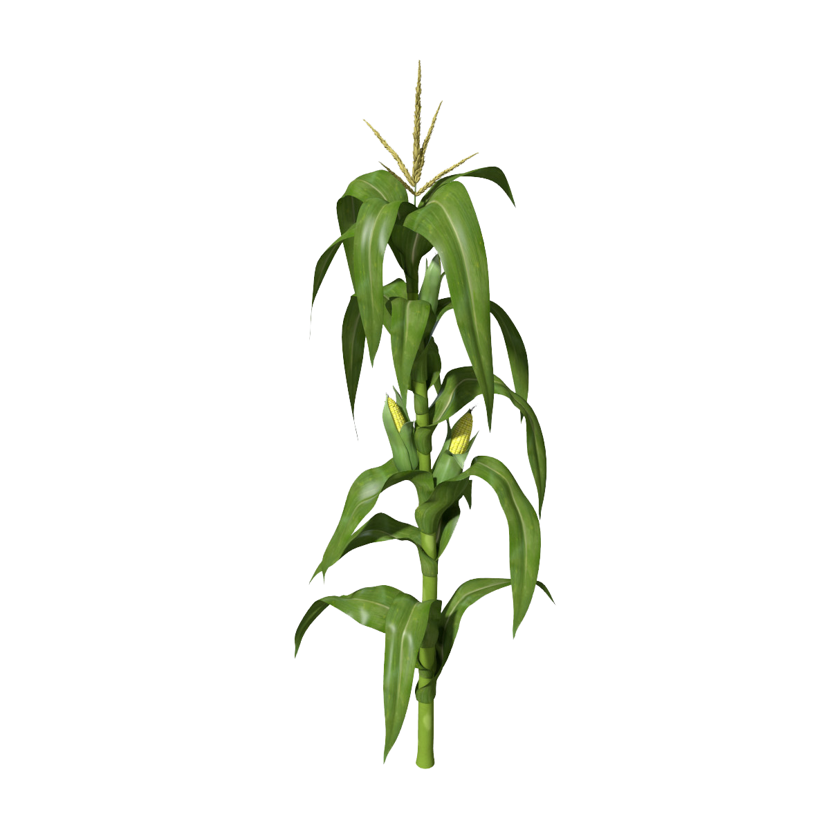 Crops clipart ear corn. Plant frames illustrations hd