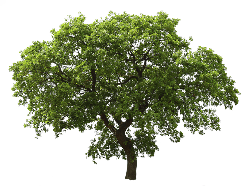 clipart trees realistic