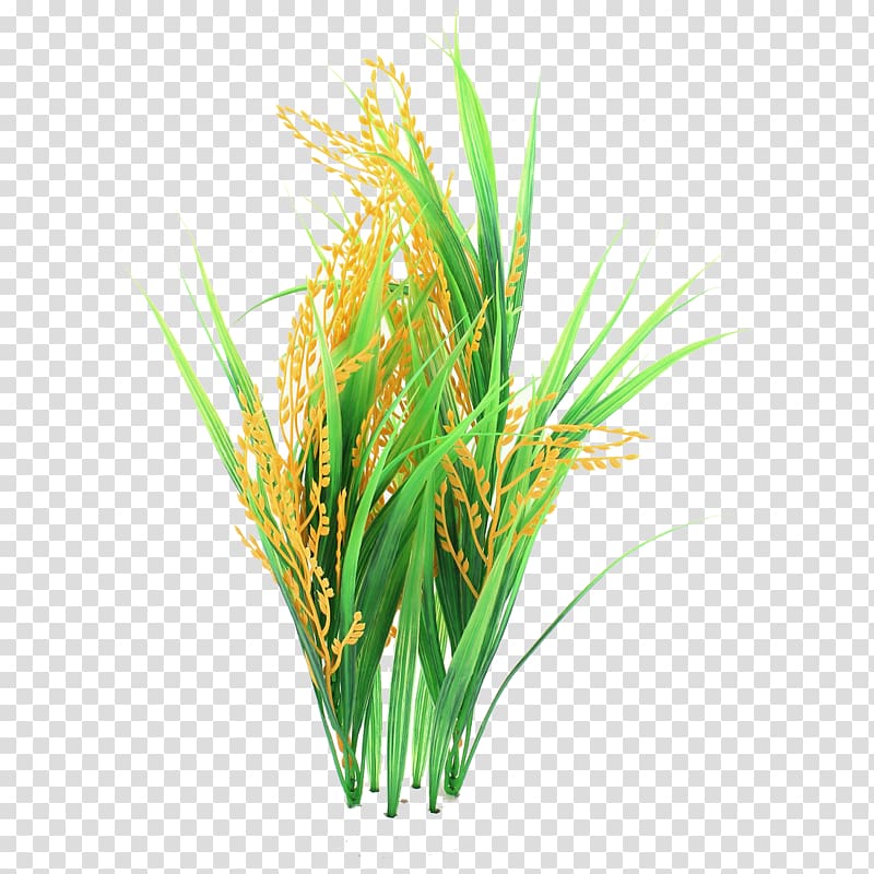 rice clipart rice grass