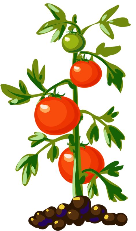 tomatoes clipart different kind plant
