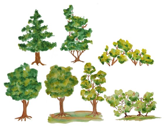 clipart trees watercolor