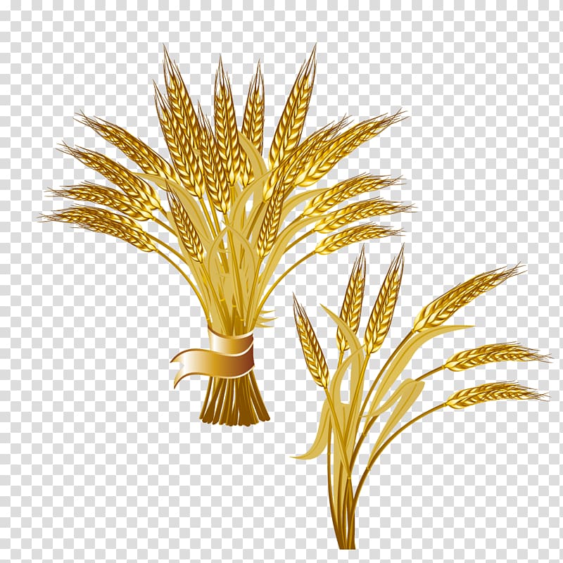 Common ear logo bunch. Grain clipart golden wheat