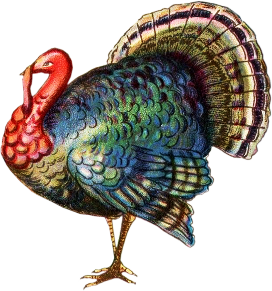 Tom thanksgiviing thanksgiving transparent. Clipart turkey modern