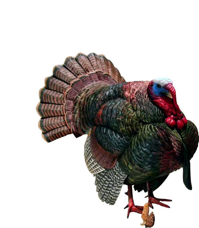Clipart turkey roasted turkey. Free bird png transparent